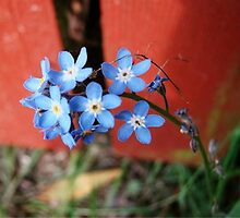 Forgetmenots by Danielle LaBerge