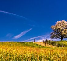 cherry tree in spring by peterwey
