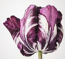 Neo-Tulipae by Terry Cripps