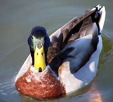 Young Mr. Mallard by Brenda Loveless