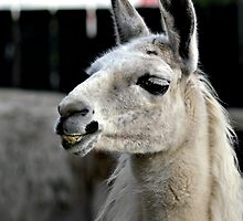 Grinning Llama