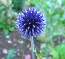 Blue Spike by Sharon Perrett