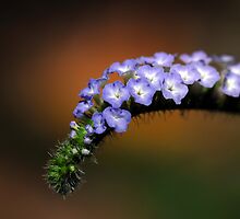 Splendor in the Grass and Glory in the Flower by Bonnie T. Barry