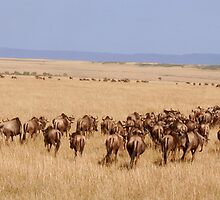 Migration by Steve Bulford