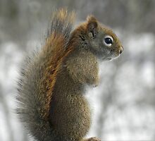 Bashful by Martha Medford