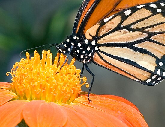 Butterfly Nectar