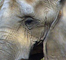 intelligent eye by paula whatley
