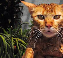 william the (wet) cat by pjwalczak