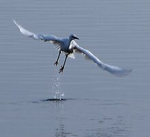 Little Egret in flight by Sharon Perrett