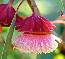 Australian Bush Flowers by Renee Hubbard Fine Art Photography