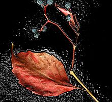 Leaf in tar by Silvia Ganora