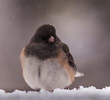 Dark-Eyed Junco in the snow by AgapeMn