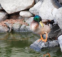 Lonely Duck by Harlequitmix