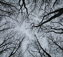 Root or Branch v 01 : Photography by Alys Griffiths by sigriff