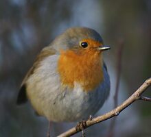 ROBIN 1 by ian taylor