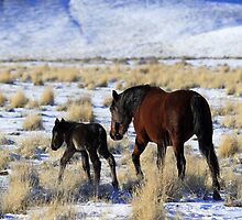 The Newest Member by Gene Praag