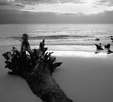 Buried Log by Greg Halliday