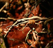Uprooted Claws, Malanda by Erland Howden