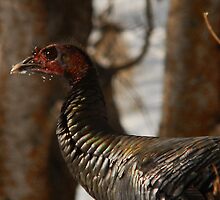 Wild Turkey Close Quarters by Ryan Houston