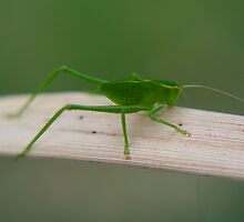 Bug by laurynwood