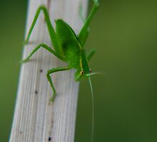 Bug02 by laurynwood