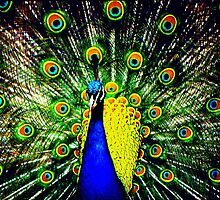 Peacock Displaying by kitlew