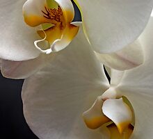 Duo by jotography