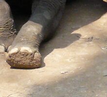 FEET by D. D.AMO
