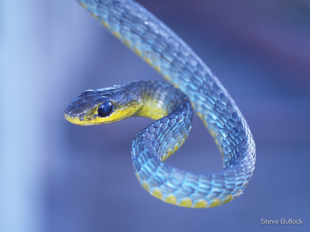 Гадсденовская змея красивые фото и картинки