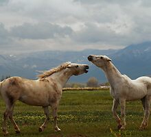 Playful by Ryan Houston