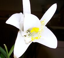 An Easter Lily, Dying by OceanUndertow