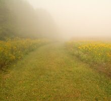 Mystery Path by andykazie