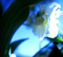 Blue Swoon by SherryAnn
