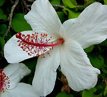 HIBISCUS IN VOLUMES by Ekascam