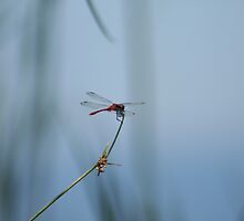 LONELY DRAGONFLY by wildrider58