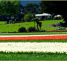 Imagine Waking Up To This! - Tulip Plantation - NZ by AndreaEL