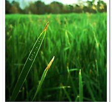 Optimism ahead (Grass) by Franki