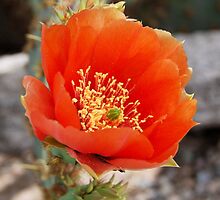 Orange Cactus Bloom by Kathleen Brant