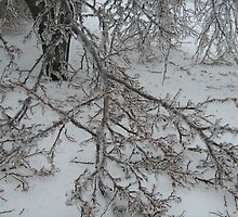Ice Storm 2008 by islandtris