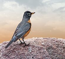 Robin on a Precipice by Bonnie T. Barry