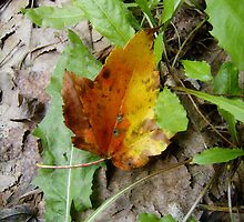 Autumn Never Ends by pattimus