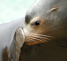 Bashful by Lisa G. Putman