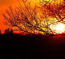 ABLAZE by Madeline M Allen