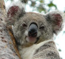 Argh......Not You Again ! by stevealder
