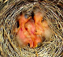 Newborn Robins by buddykfa