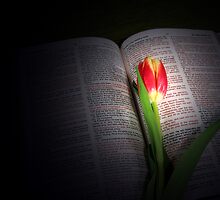Truth And Light by Maria Dryfhout