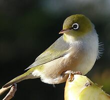 My new Hair do! Silvereye - Wax Eye - New Zealand by AndreaEL