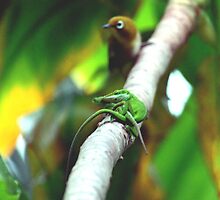 Nosey Neighbor by kevin smith skystudiohawaii