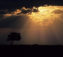 Breakthrough in the Serengeti by bertspix