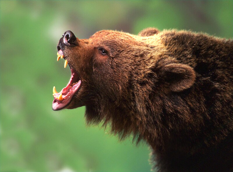 toy bear with teeth